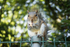 Perched Squirrel