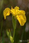 Yellow Iris, Ynys-hir