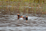 Slavonian Grebes