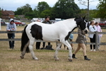 WJ6_8365