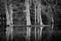 Minster Lovell Trees 01