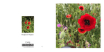 026 Poppies