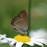 Sloe Hairstreak (Satyrium acaciae) M
