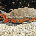 Wood Turtle