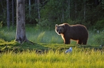 Brown Bear