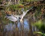 Great Blue Heron landing, Wakodahatchee Wetlands, Florida