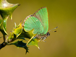 Green Hairstreak (01)