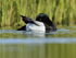 Scaup (male) preening, Iceland