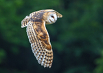 IMG_9670 Barn Owl
