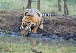 Drinking Tiger
