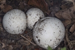Puffballs sp