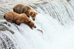Brown Bear stretches for jumping salmon watched by another, Alaska