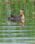 Red-necked Grebe with two chicks on back, Minnesota