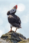 Puffin