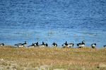 Barnacle Geese