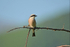 Red-backed Shrike
