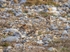 Snow Bunting