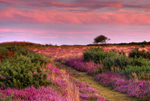 z2026 Summer Heathe,r Ventnor Down
