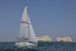 190629 EGRET GBR3807L D43A4842
