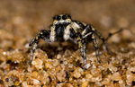 Zebra Spider - Female