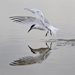Sandwich Tern reflection in the lagoon