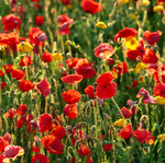 Poppies and Corn Marigolds EDC040