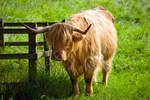Highland cow - 20080818_65