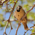 Sociable Weaver