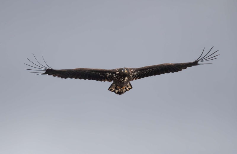 White Tailed Eagle - Isle of Mull - Scotland