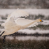 Whooper Swan