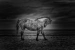The Horse, Ireland.