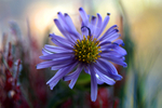 Flowers Set 10 - 08