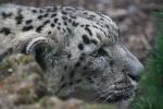 Snow Leopard