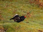 Black Grouse