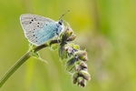 Green Underside Blue