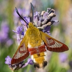 Broad-bordered Bee Hawk-moth (Hemaris fuciformis)
