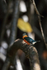 American Pygmy Kingfisher in mangroves, Sierpe River, Costa Rica