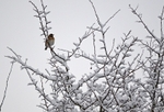 Redwing