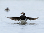 Male Long-tailed Duck wing flap, Iceland