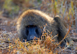Olive Baboon 2