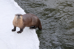 Yellowstone River Otter looks up, Wyoming, USA