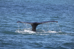 Fluking Humpback