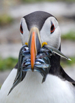 Puffin with Sand eels