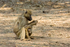 Baboon
