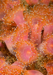 Corynactis viridis