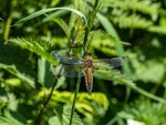 Four-spotted Chaser