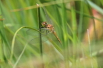 Ruddy Darter Dragonfly