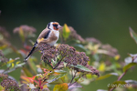 Goldfinch (Carduelis carduelis)  on shrub