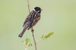 Reed Bunting