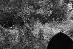 Hidden Cemetery 2